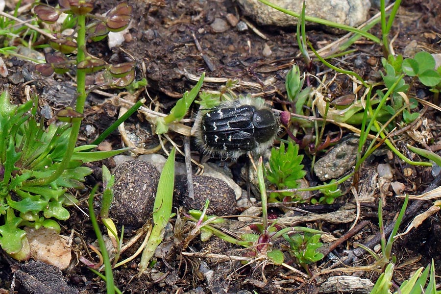 Coleottero da identificare: Tropinota paulae